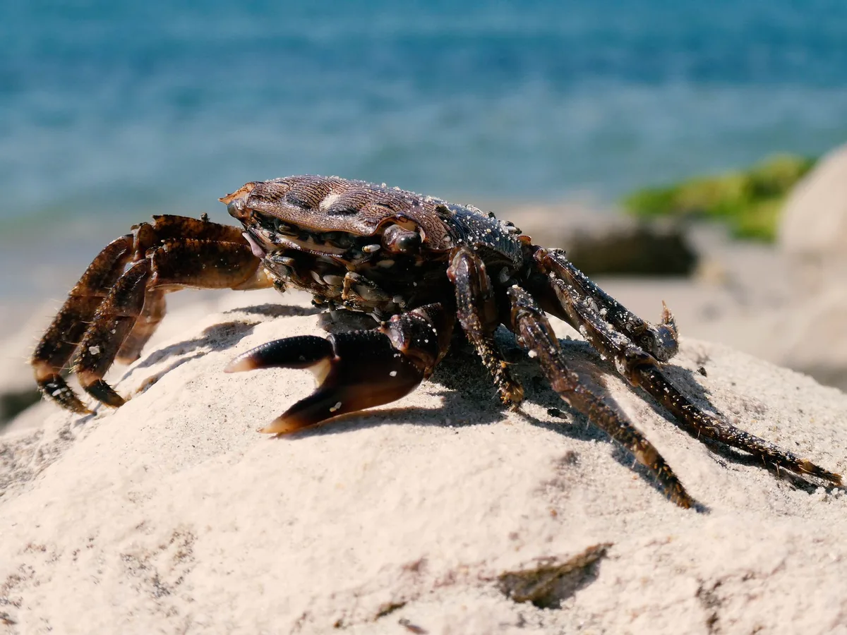Detailed view of a sand-covered crab perched on a beach rock with ocean in the background.