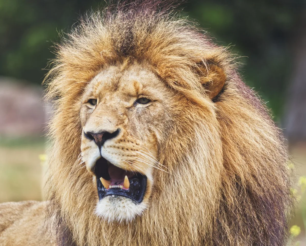 Close-up of a majestic African lion (Panthera leo) roaring in its natural habitat, showcasing its impressive mane.