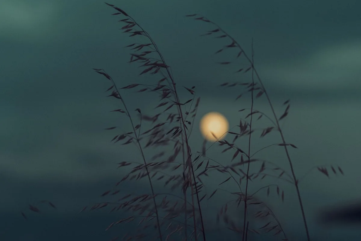 Grasses in silhouette against a luminous full moon in a serene, muted night sky, creating a peaceful mood.