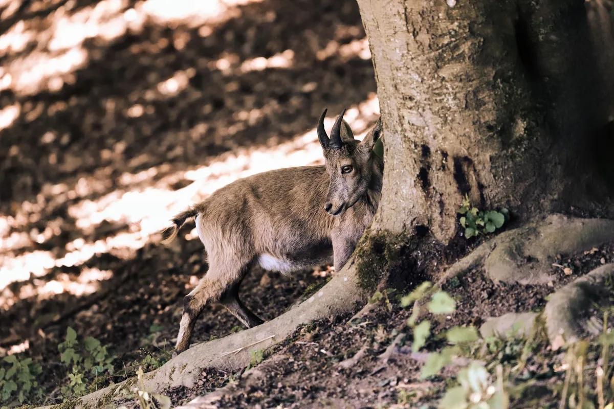 A wild goat with curved horns stands in a sunlit forest, blending into its natural habitat.